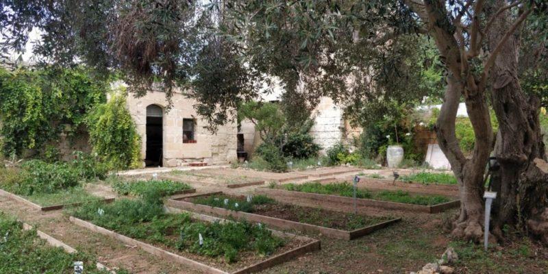 a cultivated garden of herbs